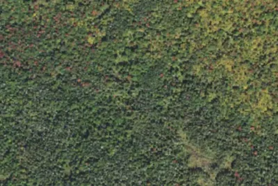 Rogers Ledge Tent Site