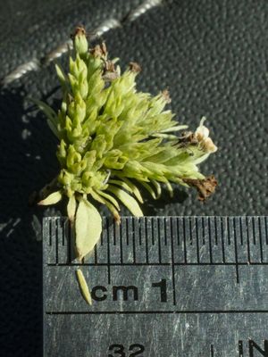 Pycnanthemum albescens 317261185