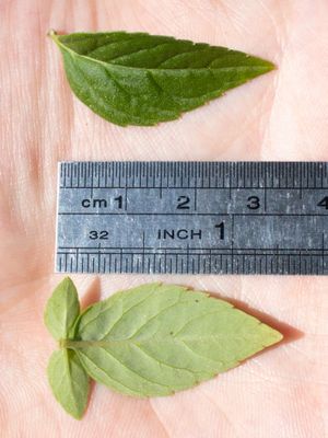 Pycnanthemum albescens 317261141