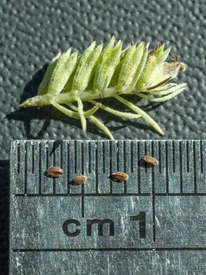 Pycnanthemum albescens 317261200