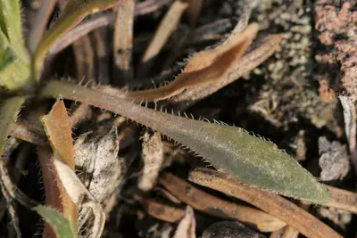 Boechera fendleri × stricta - Flickr - aspidoscelis (2)