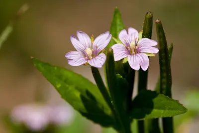 Epilobium hornemannii 207856