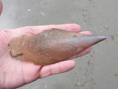 Atrina serrata 470103713