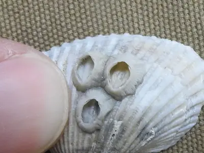 Amphibalanus venustus 32113361