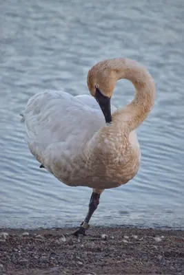 Trumpeter swan - Rouge Beach