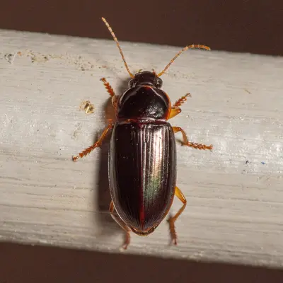 Notiobia terminata 323216388