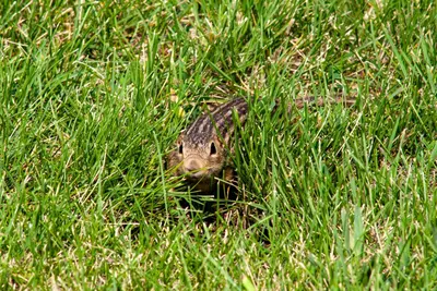 Ictidomys tridecemlineatus - Bailey Duncan - 535165423