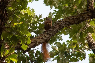 Sciurus niger - Bailey Duncan - 535166487