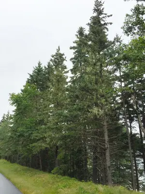 2017-07-27 08 54 29 Trees along the Park Loop Road between Otter Cove and Western Point within Acadia National Park, in Mount Desert, Hancock County, Maine