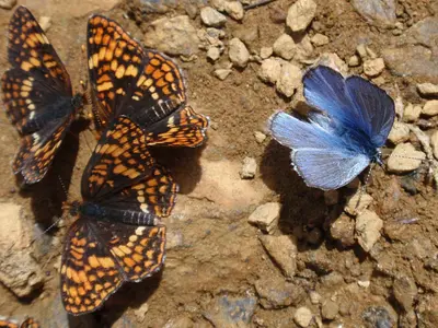 Butterfly 05 (3704504566)