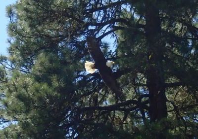 Pine Needle Group Site