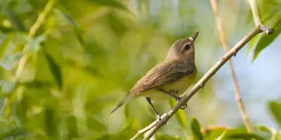 Spring warbling vireo (8072877753)