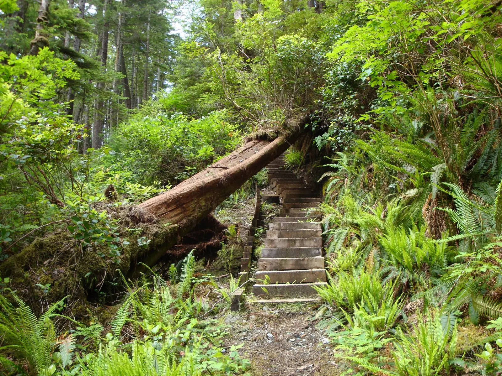 Photo of Cape Scott Park