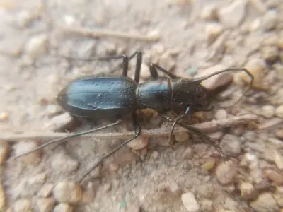 Amblycheila schwarzi