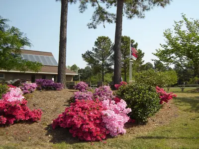 휴게소에서 본 철쭉 Benson North Carolina - panoramio
