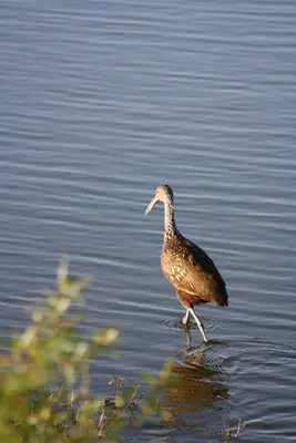 Limpkin, Aramus guarauna; wading in Myakka River State Park in Florida