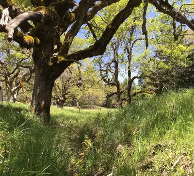 Lacks Creek watershed (45037558871)