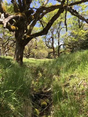 Lacks Creek (29209895663)