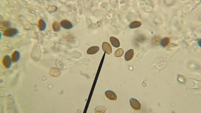 Panaeolus fontinalis 234190466