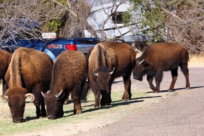 Bison in Campground Caprock Canyons State Park Texas