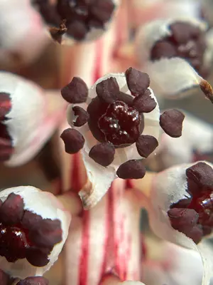 Allotropa virgata 547098416