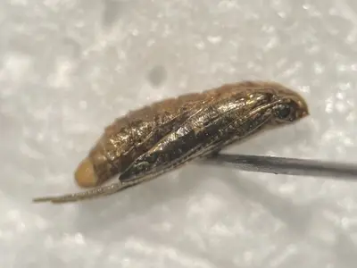 Parornix vicinella pupa