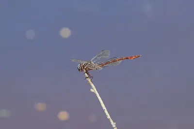 Aphylla protracta 2860596