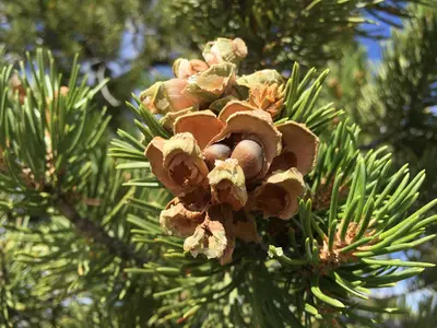 2015-09-27 11 36 48 Colorado pinyon pine cones with ripe pine nuts at the Devil's Canyon Overlook along Interstate 70 in Emery County, Utah