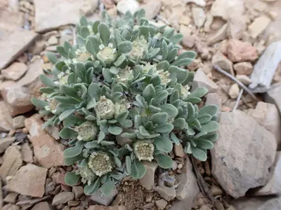 Parthenium ligulatum 384646906