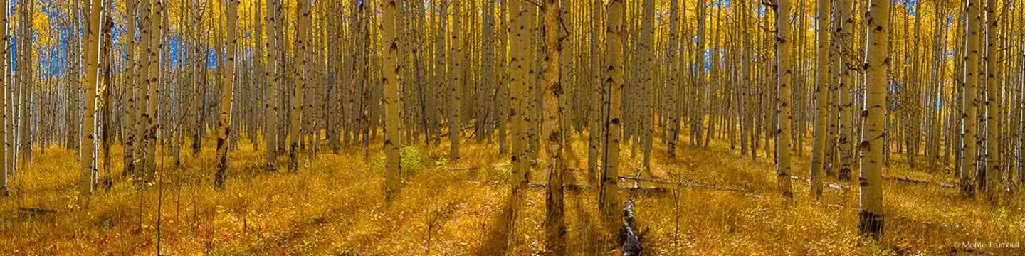 Warner Lake Aspens