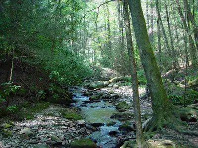 Dodds Creek Raven Cliffs Trail 21-09-2010 - panoramio