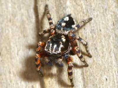 Habronattus fallax