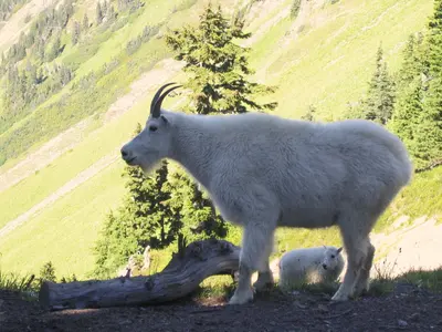 Wild mountain goat and kid on the Mt. Carrie catwalk