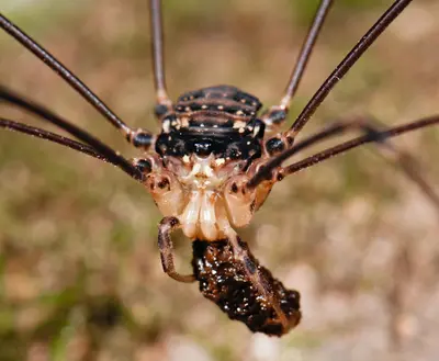 Opiliones, Eupnoi, F. Sclerosomatidae, Nelima elegans with prey (2278909446)