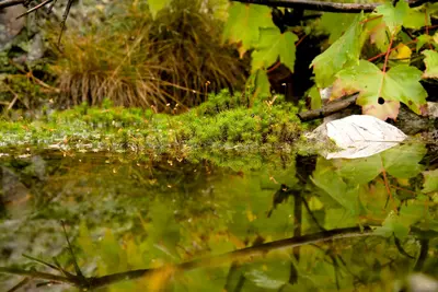 Green (1538980159)