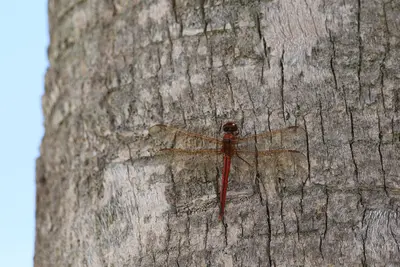 Libellula needhami (30013083131)