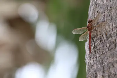 Libellula needhami (30013092721)