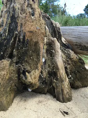 Driftwood by the river (29055490876)