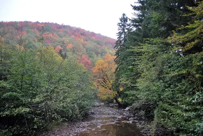 Laurel Fork at Randolph CR 40
