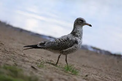 See bird (21178300861)