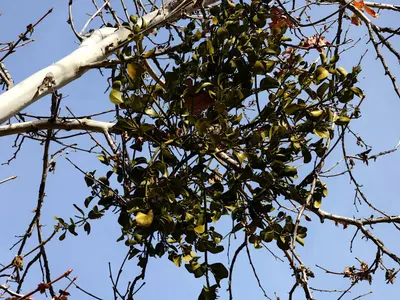 Platanus racemosa-Phoradendron macrophyllum-leaves