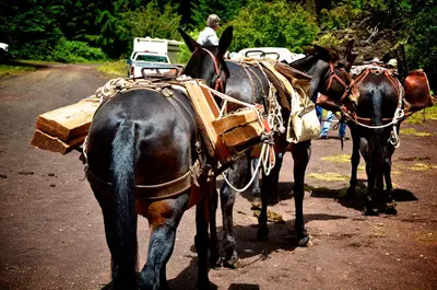 Willamette National Forest - Centennial Celebration at Fish Lake-112 (34503357120)