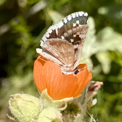 Pyrgus scriptura 290271860
