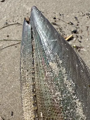 Atrina serrata 363047171