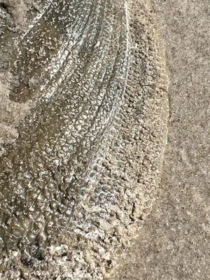 Atrina serrata 363047150