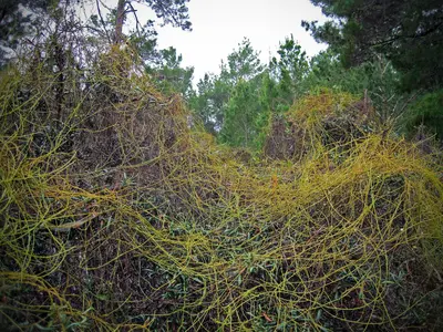 Seabranch Preserve State Park - 8387579280