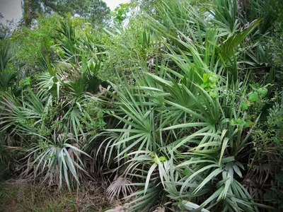 Seabranch Preserve State Park - 8386493493