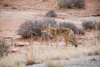Canyonlands Coyote (1992300327)