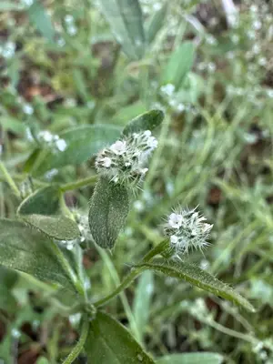Cryptantha affinis - Matt Berger 01