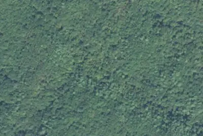 Buck Fields